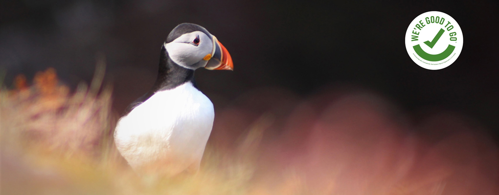 Puffins